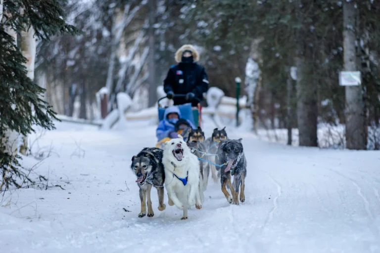a team of huskies pulling a sled at Chena Hot Spring's dog sledding trail