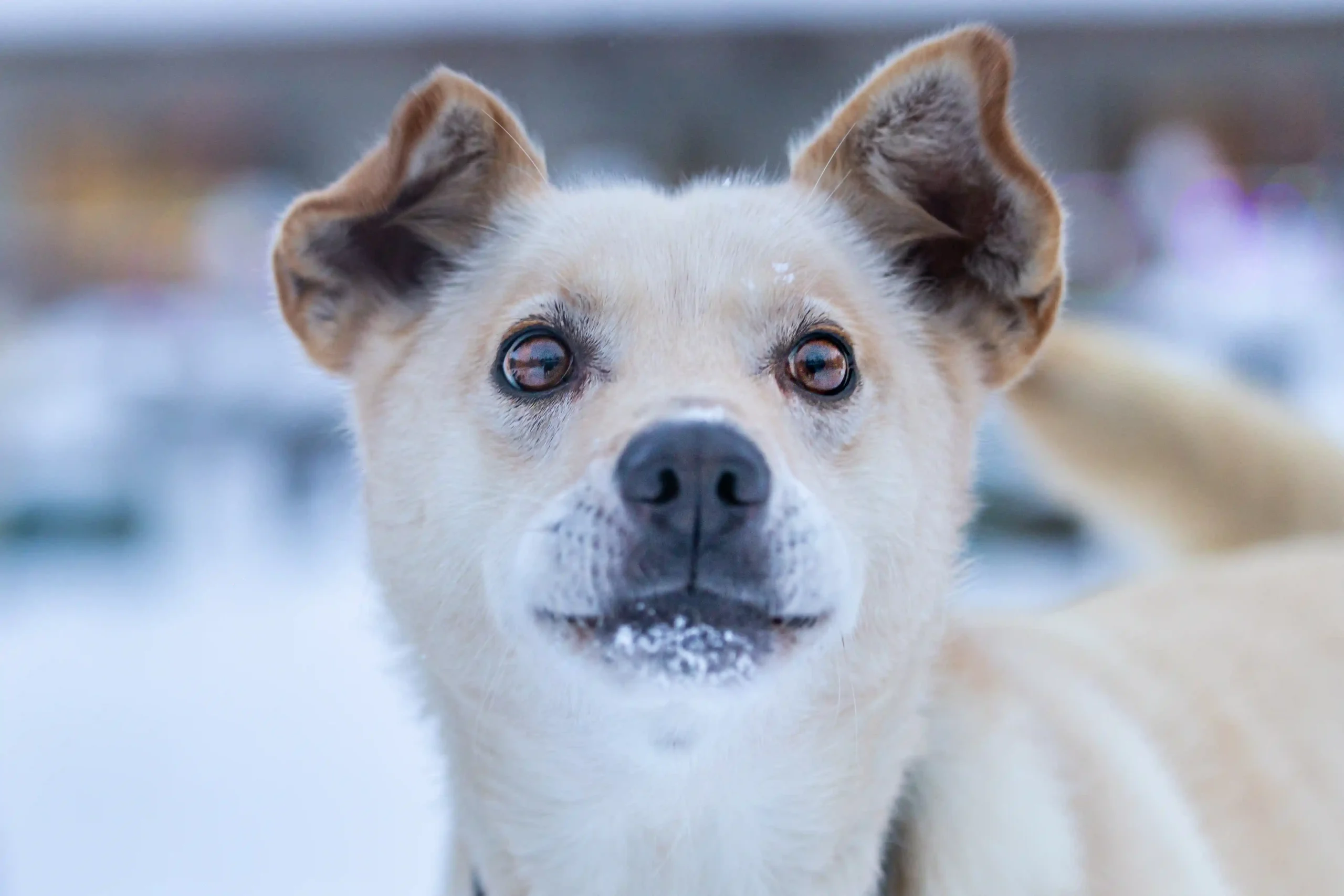 a husky at chena hot springs kennel