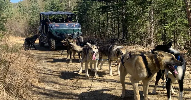 dog atv ride
